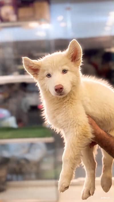 Siberian husky puppy