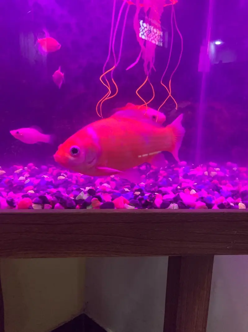 Aquarium with fishes — photo 2