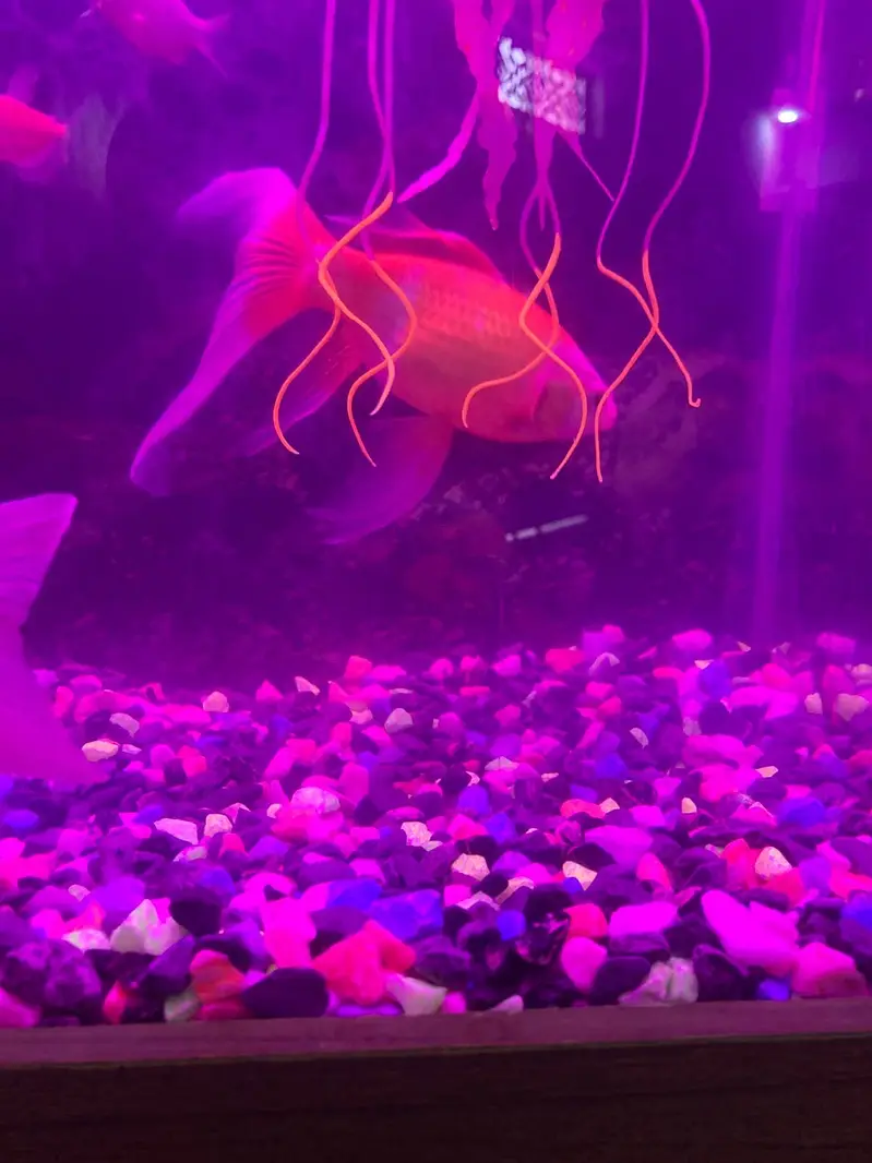 Aquarium with fishes — photo 3