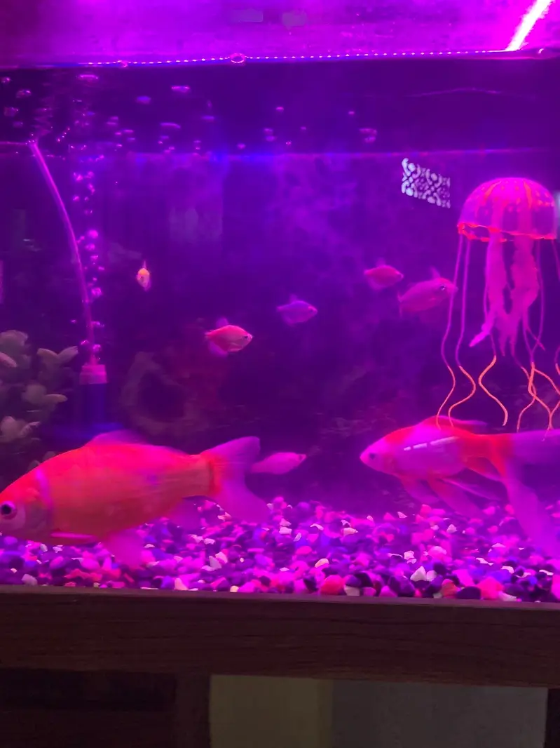 Aquarium with fishes — photo 4