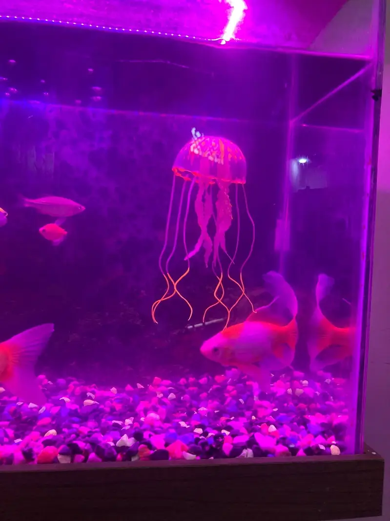 Aquarium with fishes — photo 6
