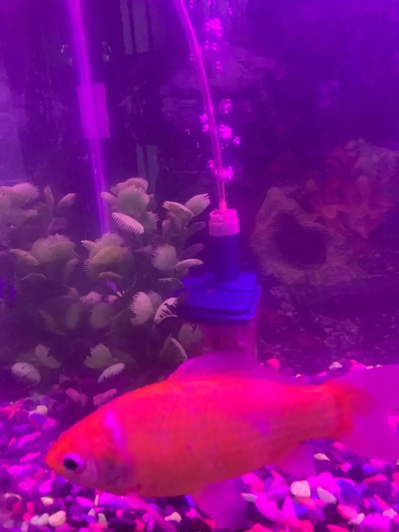 Aquarium with fishes — photo 8