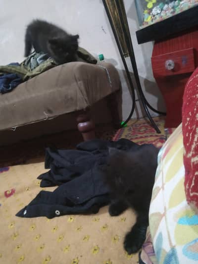 persian kittens male 03132710463