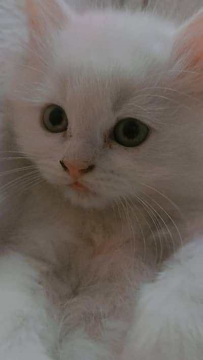 Persian Cat For Sale – Abdullah Cat Hub