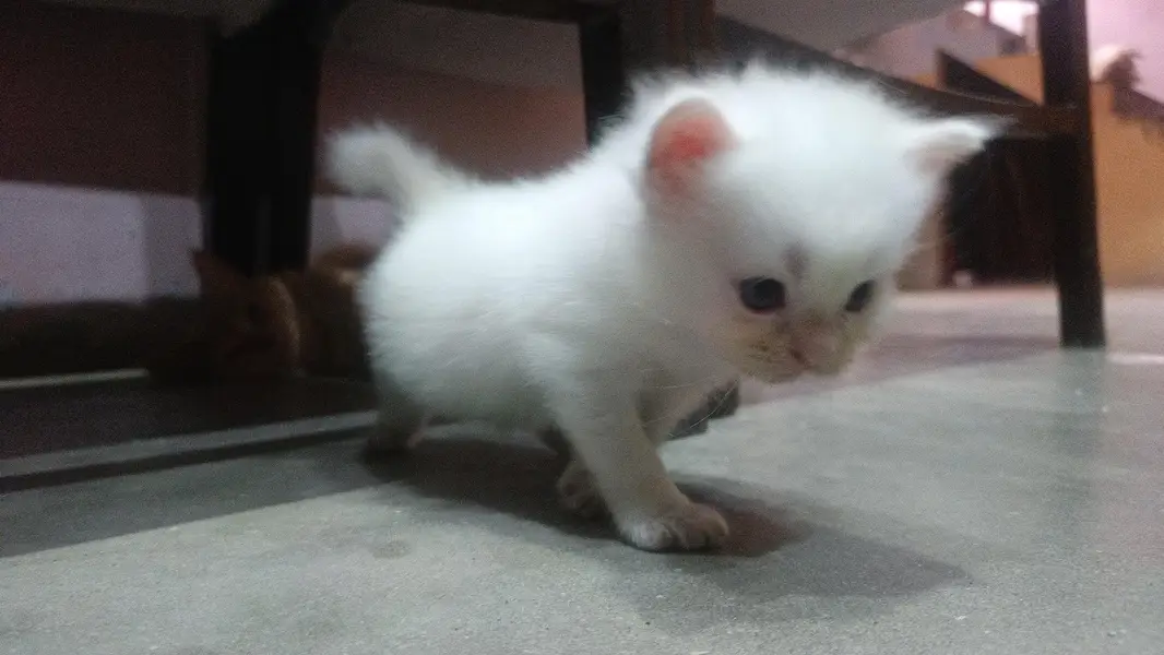Persian Cat For Sale – Abdullah Cat Hub — photo 2