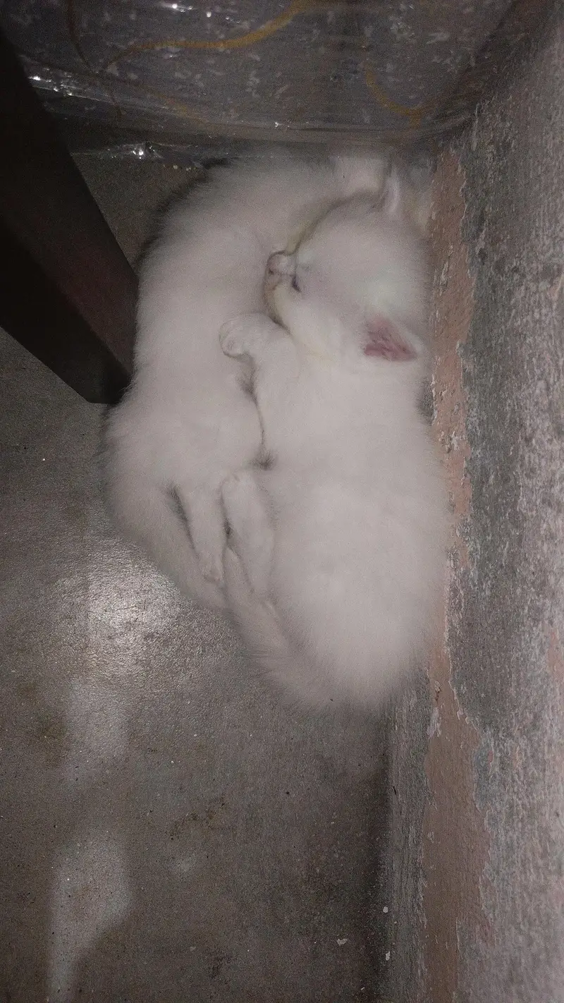 Persian Cat For Sale – Abdullah Cat Hub — photo 3