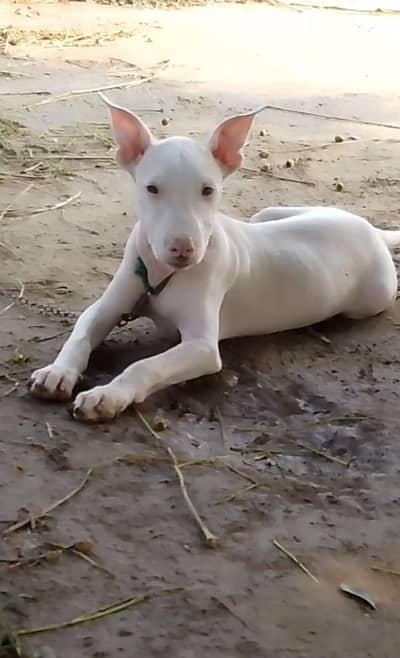 Gultair 2 month male pup extreme quality