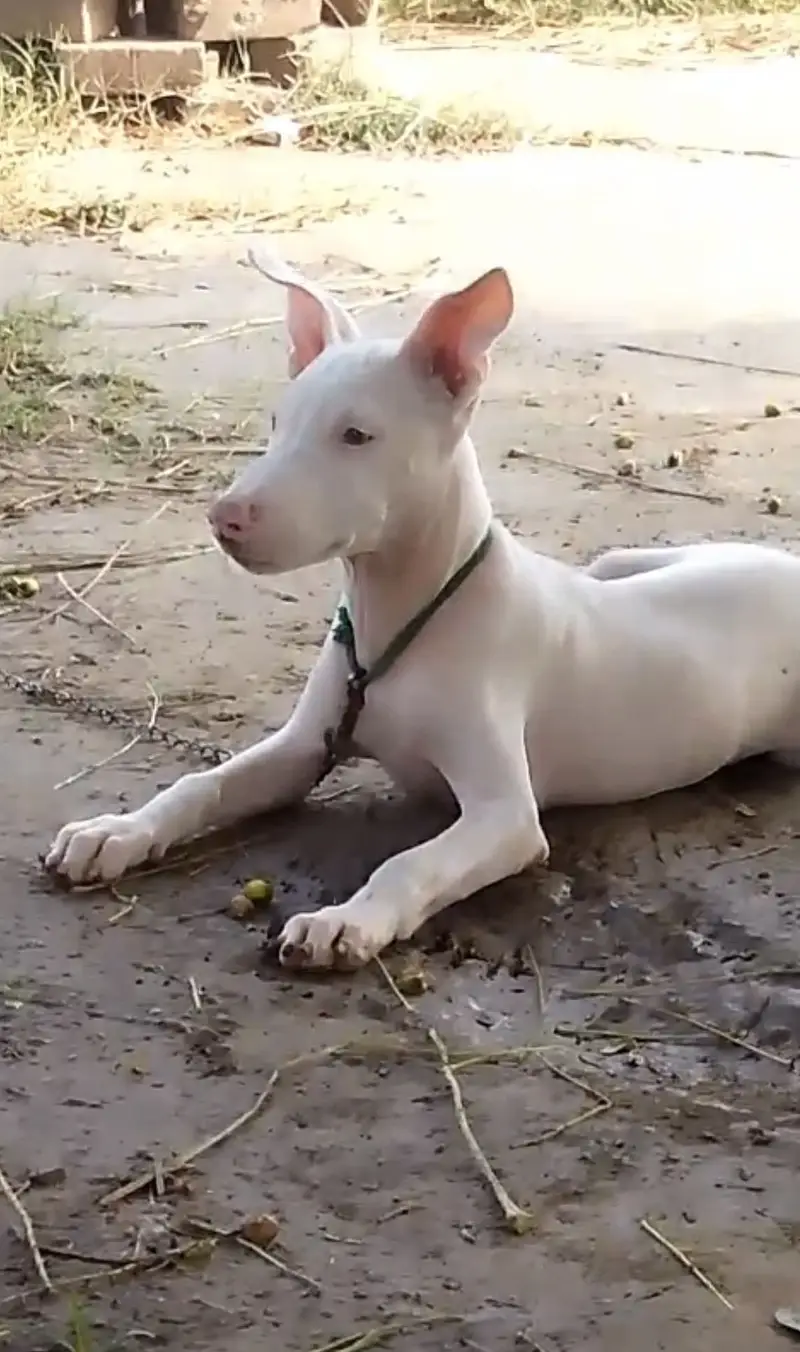 Gultair 2 month male pup extreme quality — photo 2
