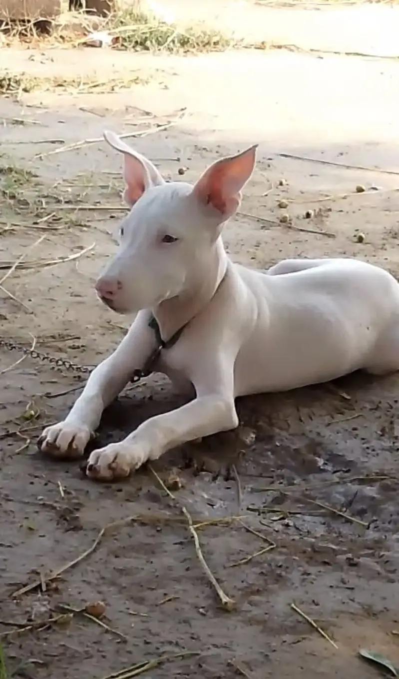 Gultair 2 month male pup extreme quality — photo 3