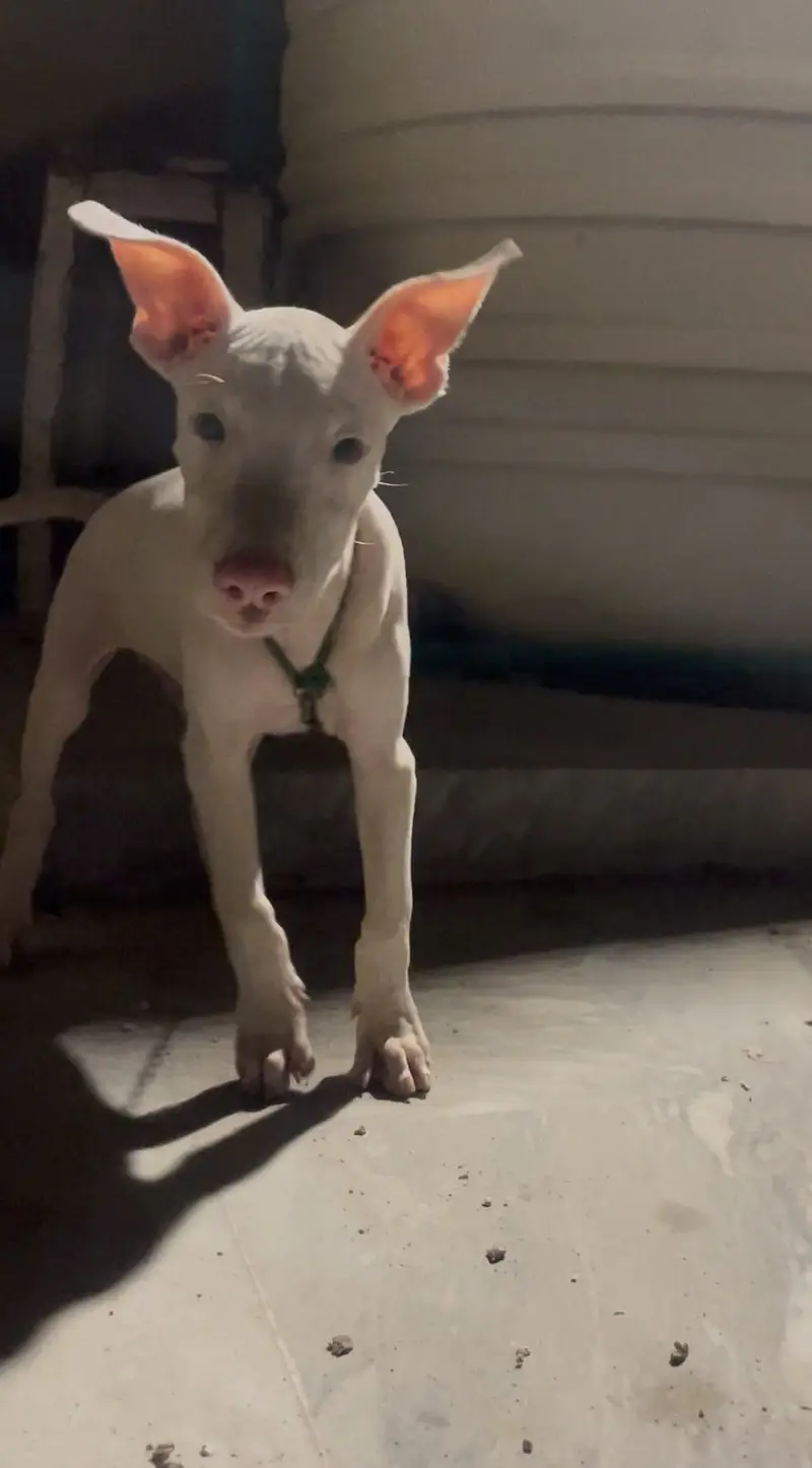 Gultair 2 month male pup extreme quality — photo 4
