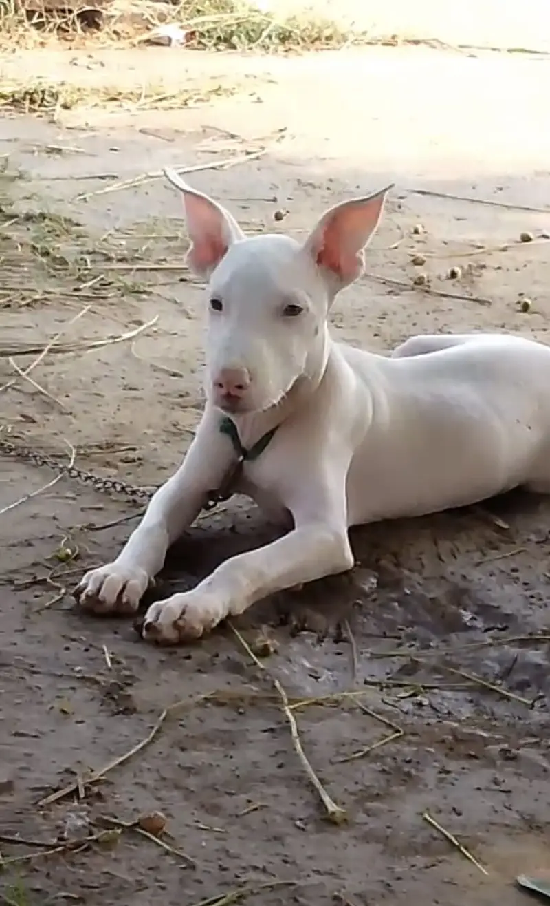 Gultair 2 month male pup extreme quality — photo 5