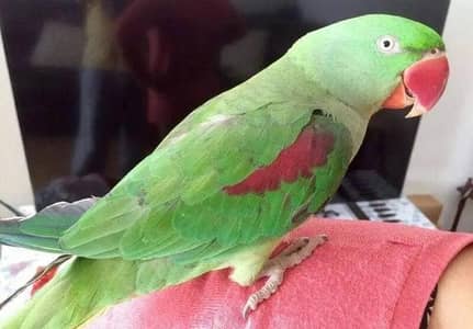 female hand tame parrot available