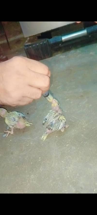 bird's cage Available for good price cocktail chiks b cel karny hain