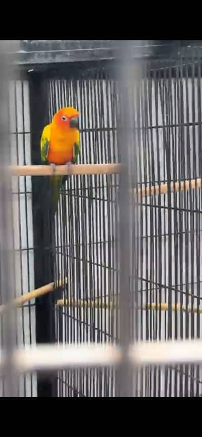 Sun Conure Parrot