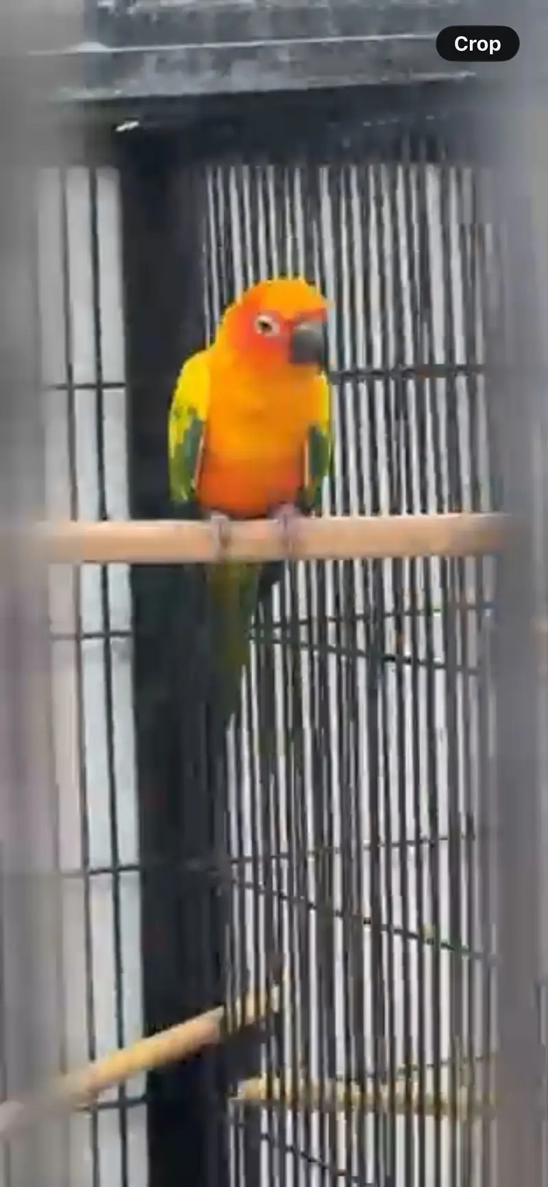 Sun Conure Parrot — photo 2