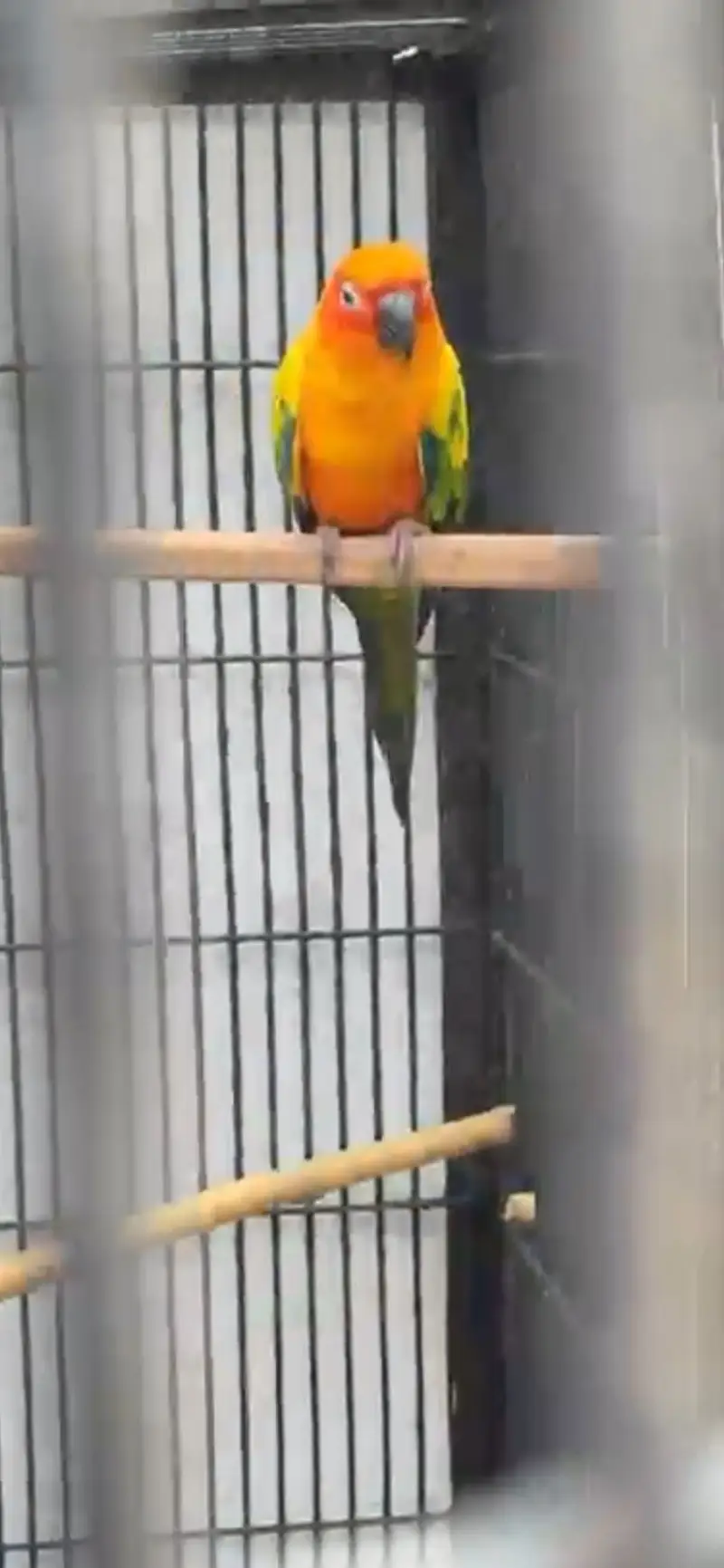 Sun Conure Parrot — photo 3
