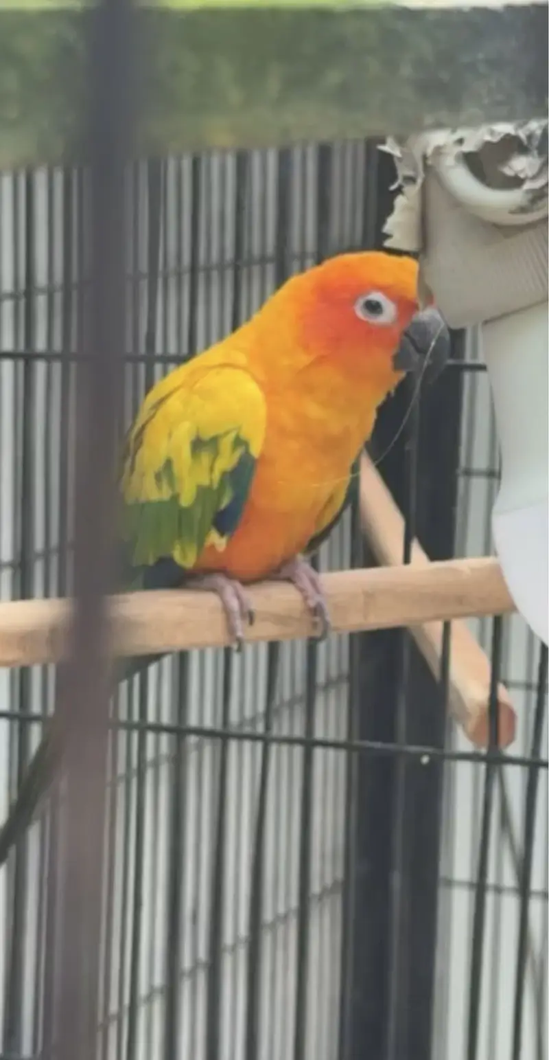 Sun Conure Parrot — photo 4