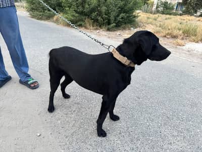 Pure Labrador female bitch
