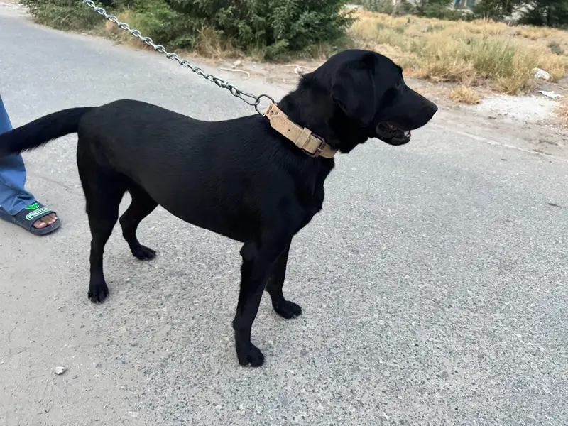 Pure Labrador female bitch — photo 2