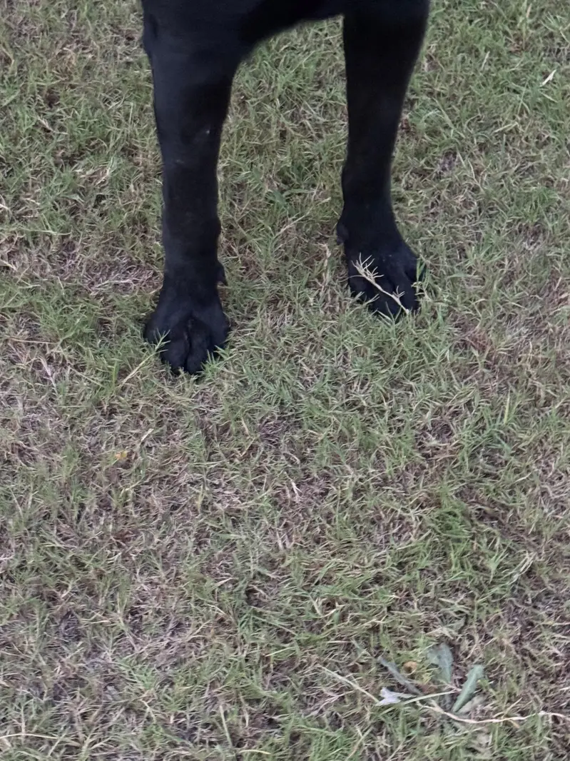 Pure Labrador female bitch — photo 3