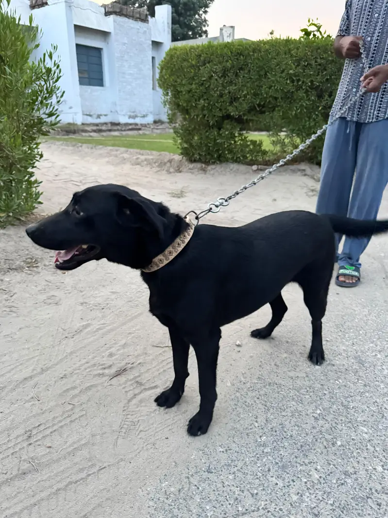 Pure Labrador female bitch — photo 4