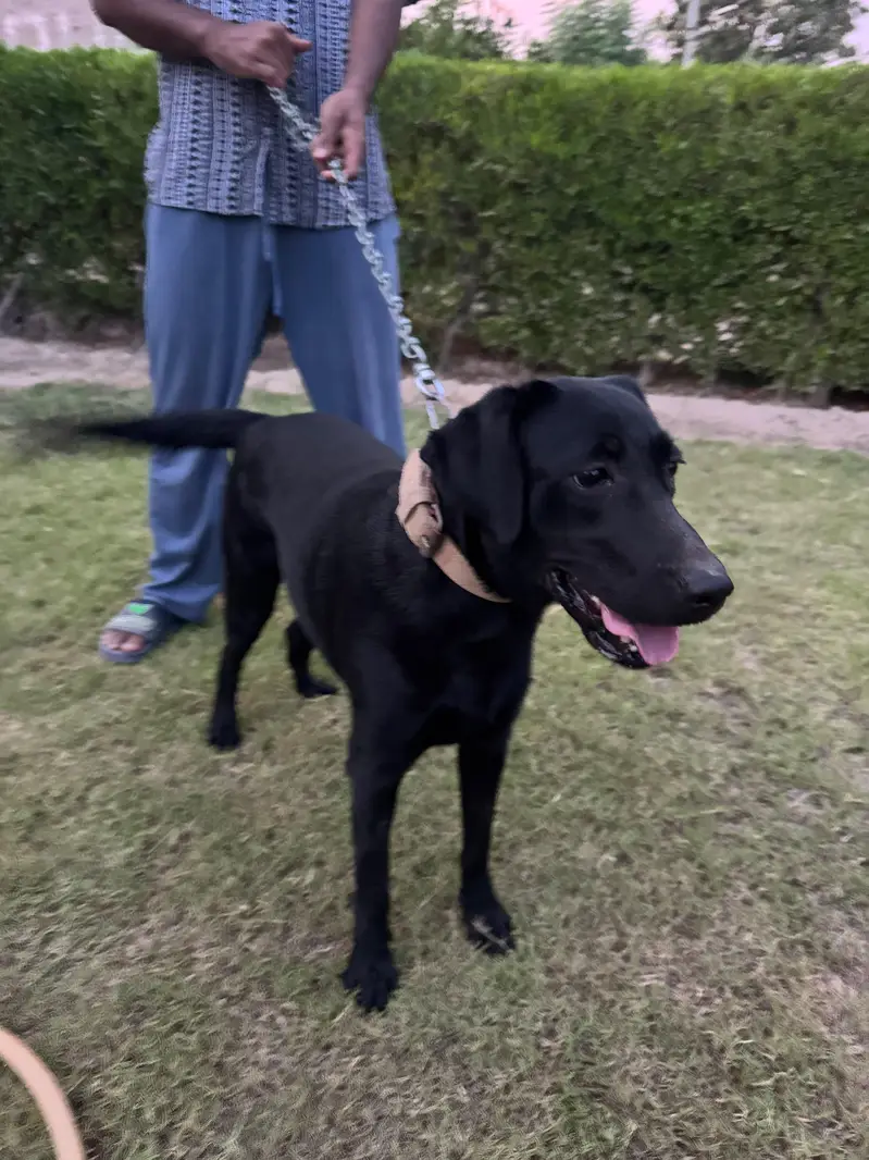 Pure Labrador female bitch — photo 5