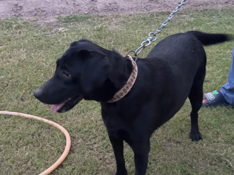 Pure Labrador female bitch — photo 6