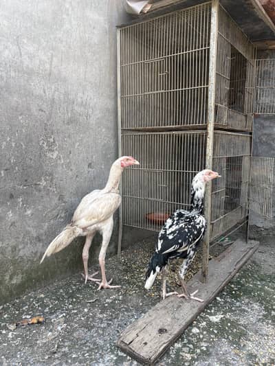Pure aseel pair