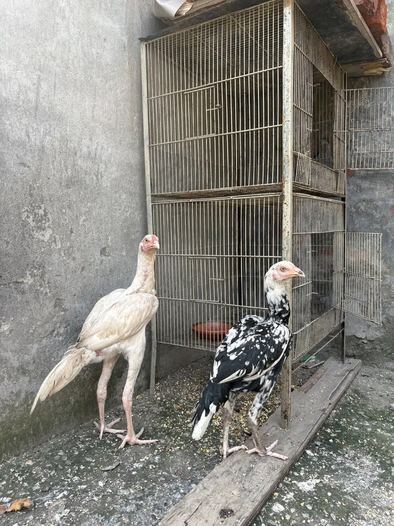 Pure aseel pair — photo 2