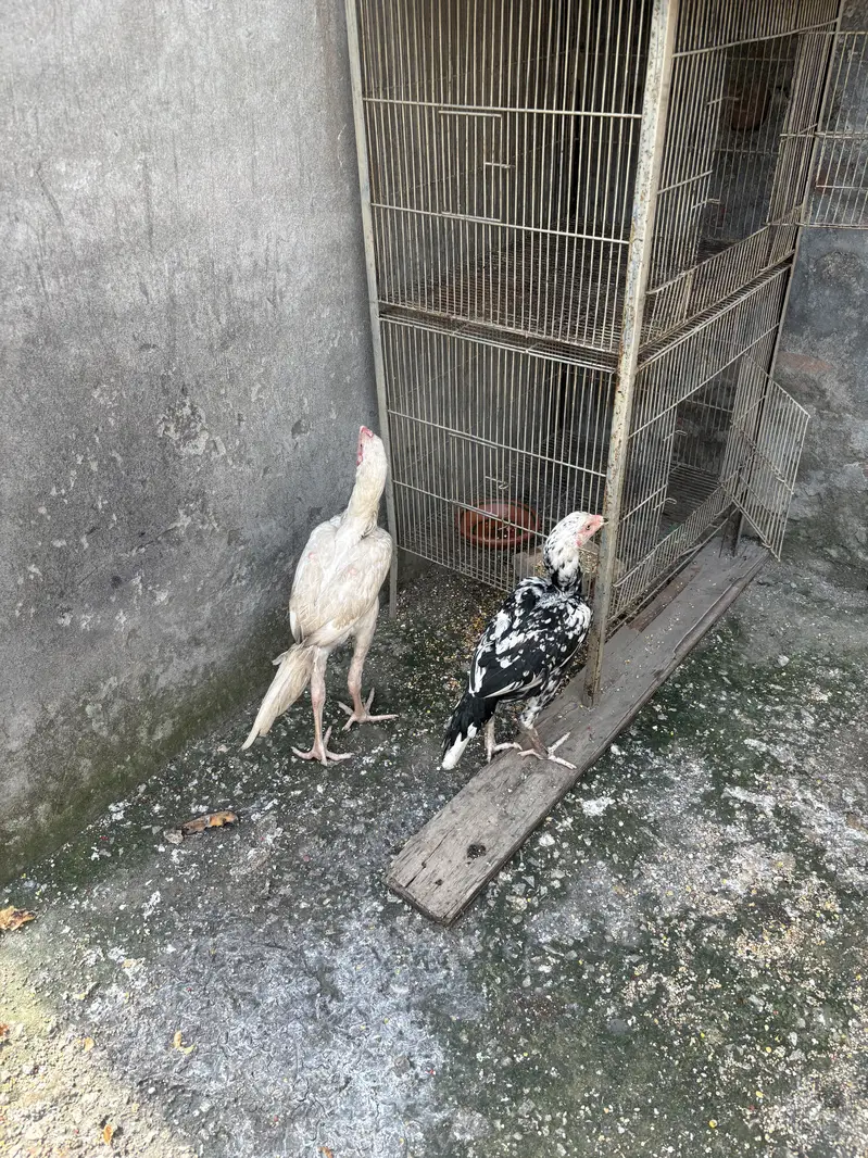 Pure aseel pair — photo 4