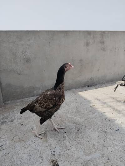mianwali female for sale