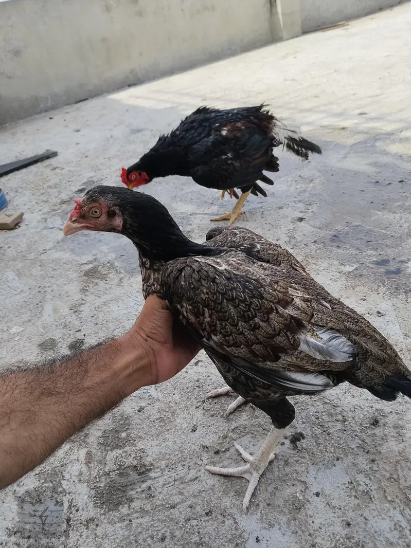 mianwali female for sale — photo 4
