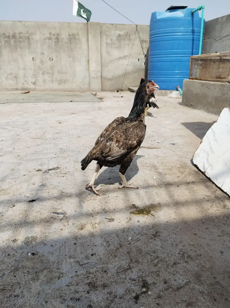 mianwali female for sale — photo 5