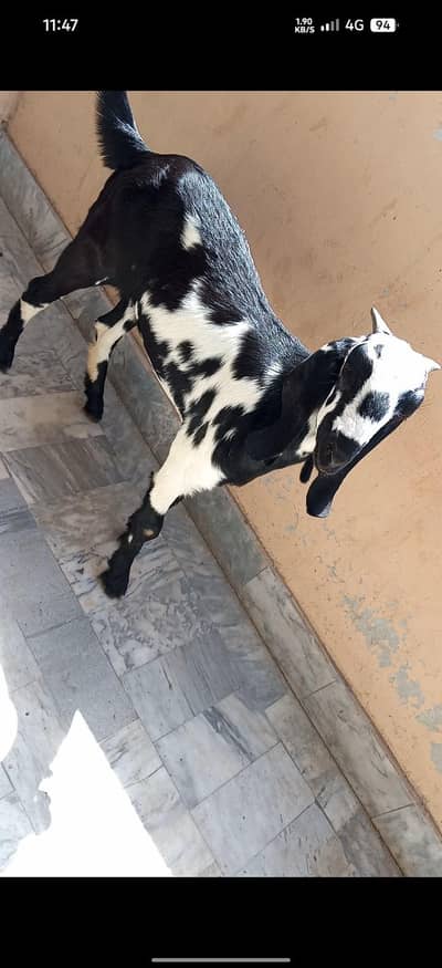 mix breed ki bakria available for sale