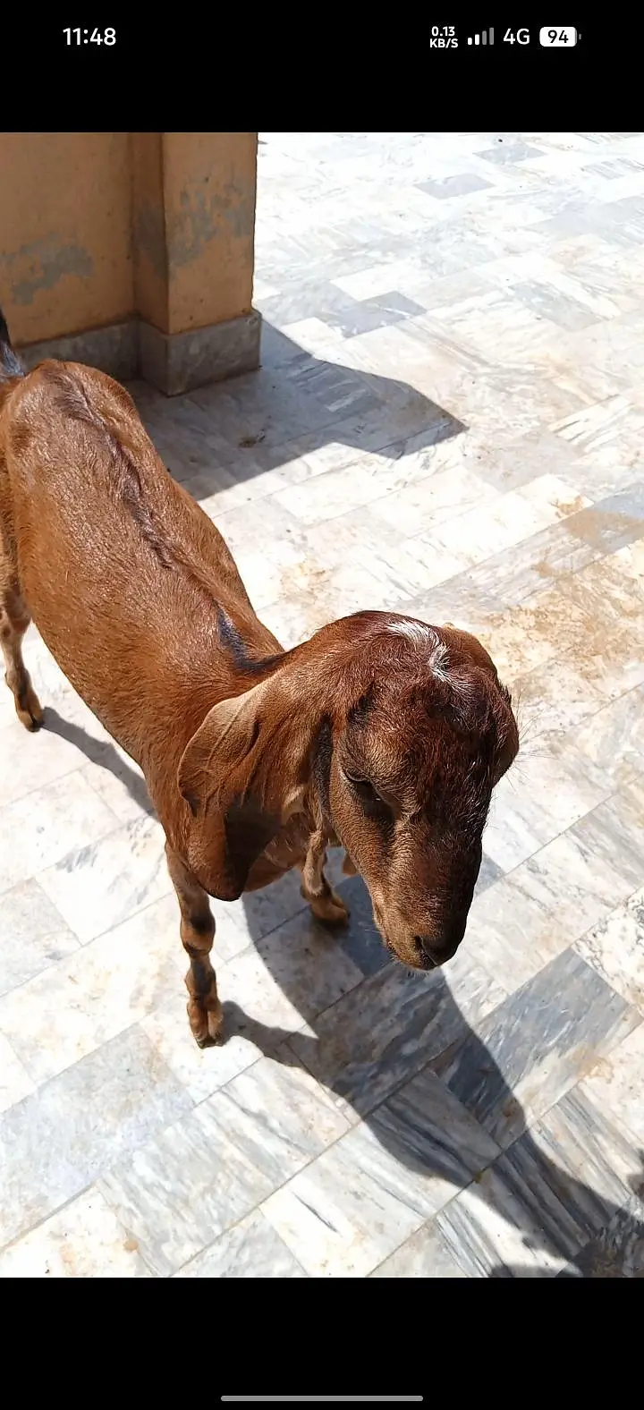 mix breed ki bakria available for sale — photo 2