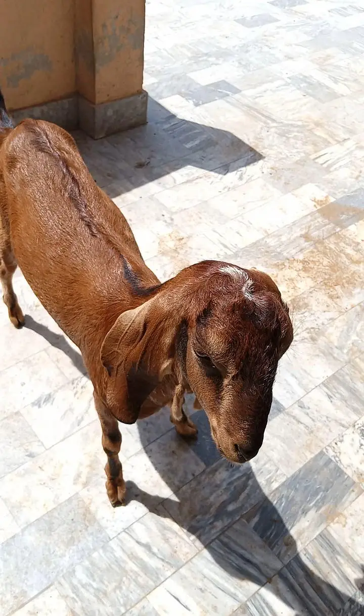 mix breed ki bakria available for sale — photo 3