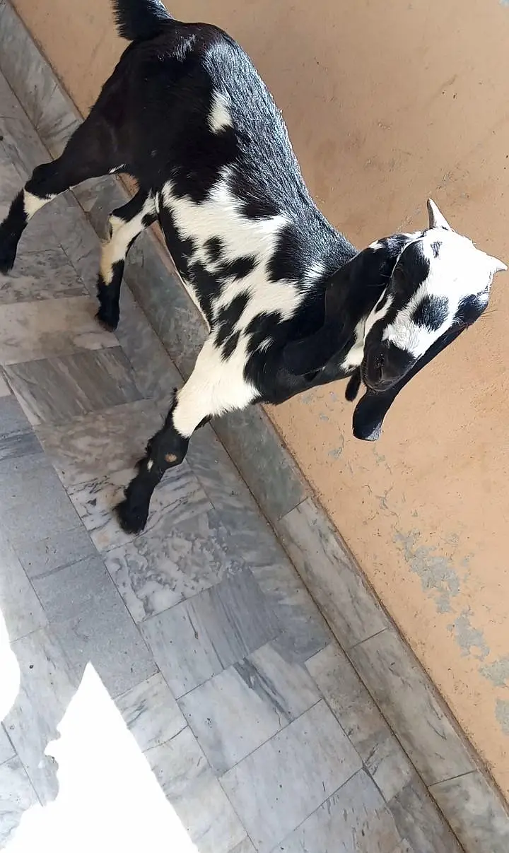 mix breed ki bakria available for sale — photo 4