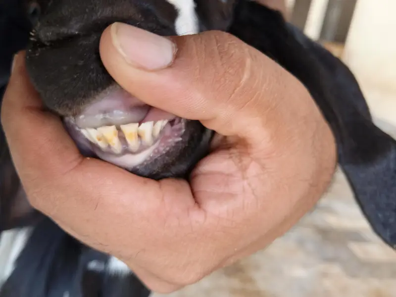 mix breed ki bakria available for sale — photo 5