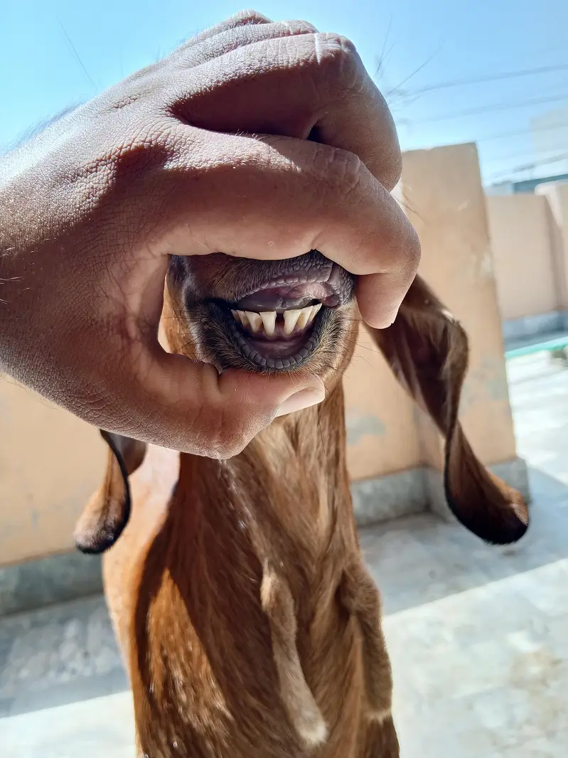 mix breed ki bakria available for sale — photo 6