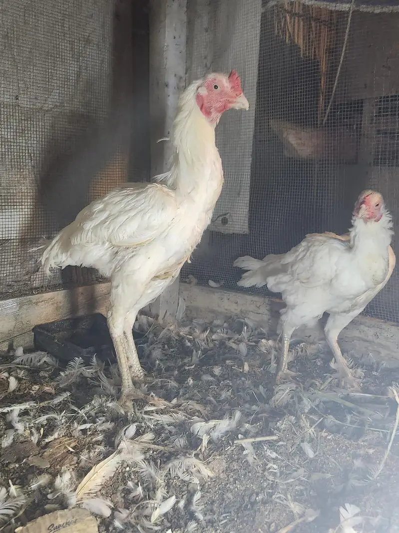 pure Heera pair and buff pair — photo 5