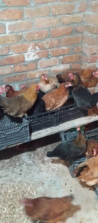 Golden Misri hens for sale