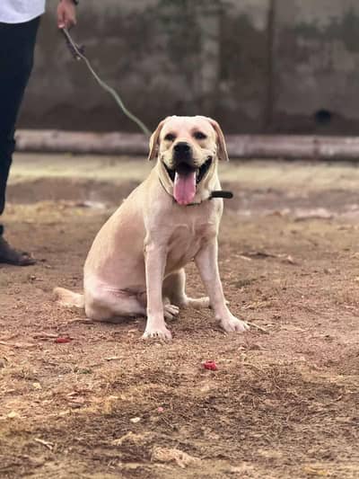 Labrador male for stud only