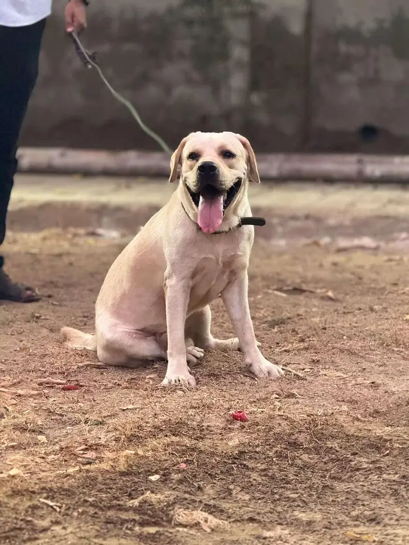 Labrador male for stud only
