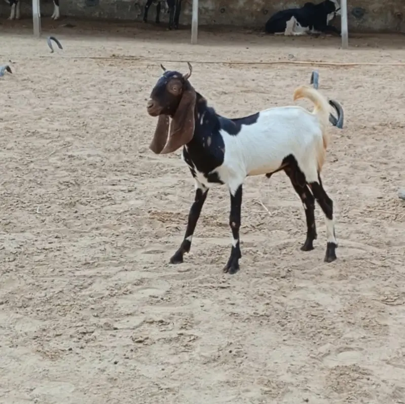 Kamori Bakra — photo 2