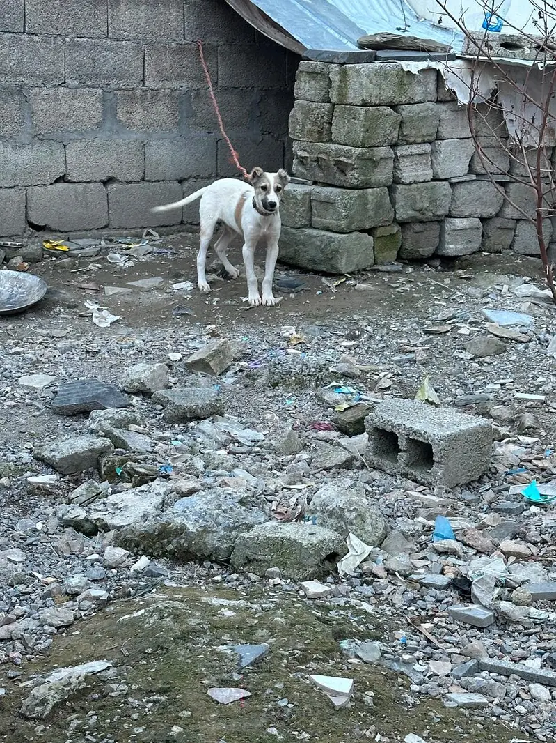 AFGHAN KUCHI MALE — photo 2