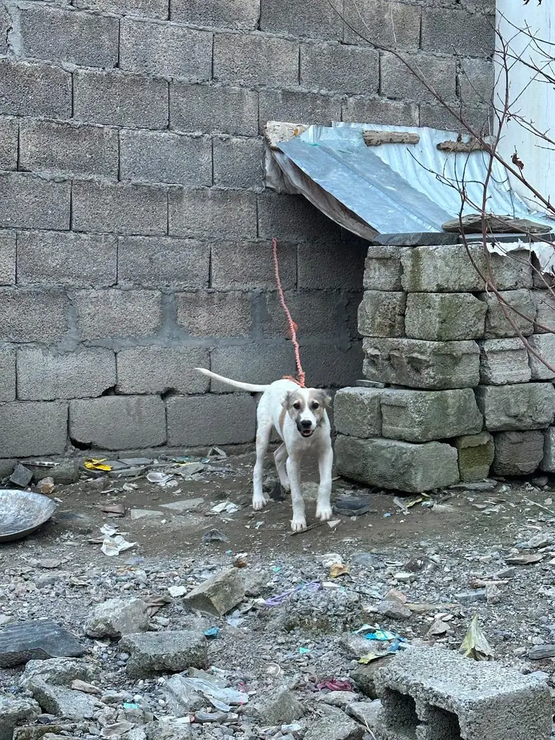AFGHAN KUCHI MALE — photo 3