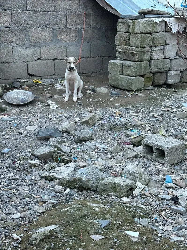 AFGHAN KUCHI MALE — photo 4