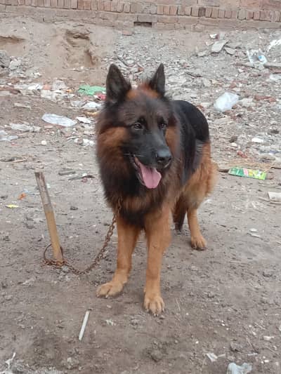 German Shepherd names max