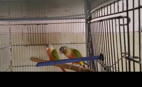 pineapple conure pairs and females
