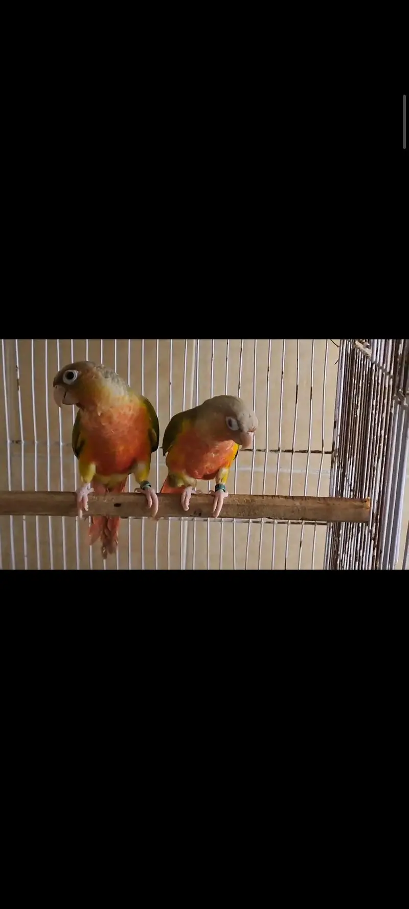 pineapple conure pairs and females — photo 2